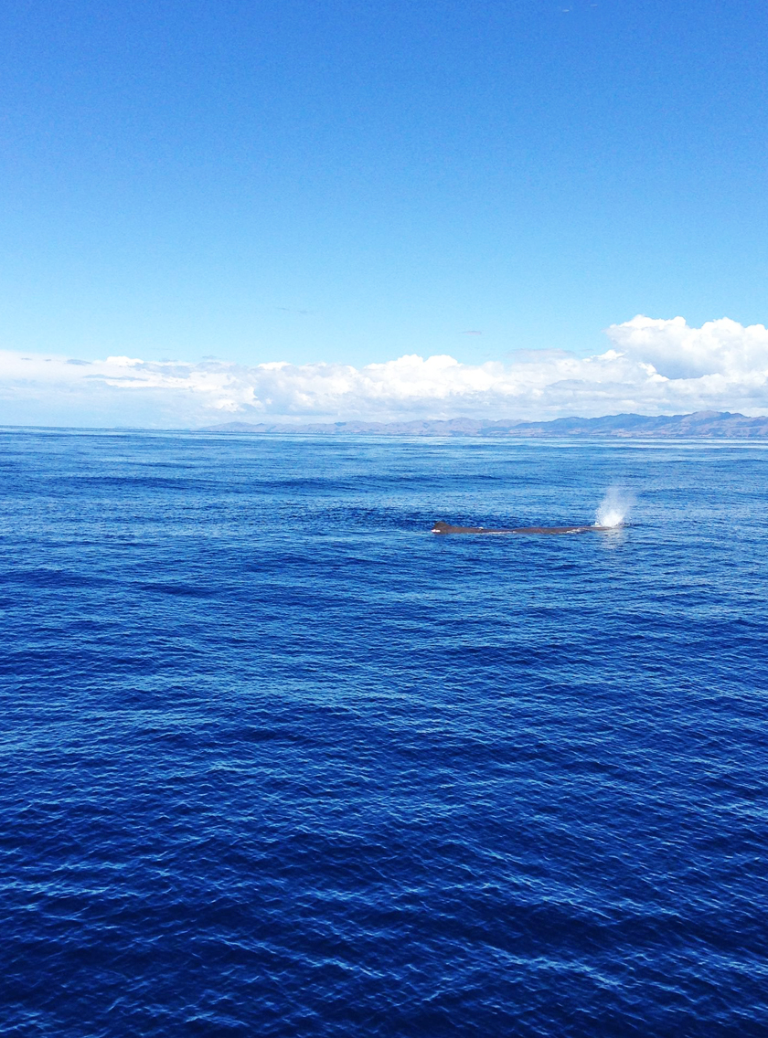 Kaikoura Neuseeland