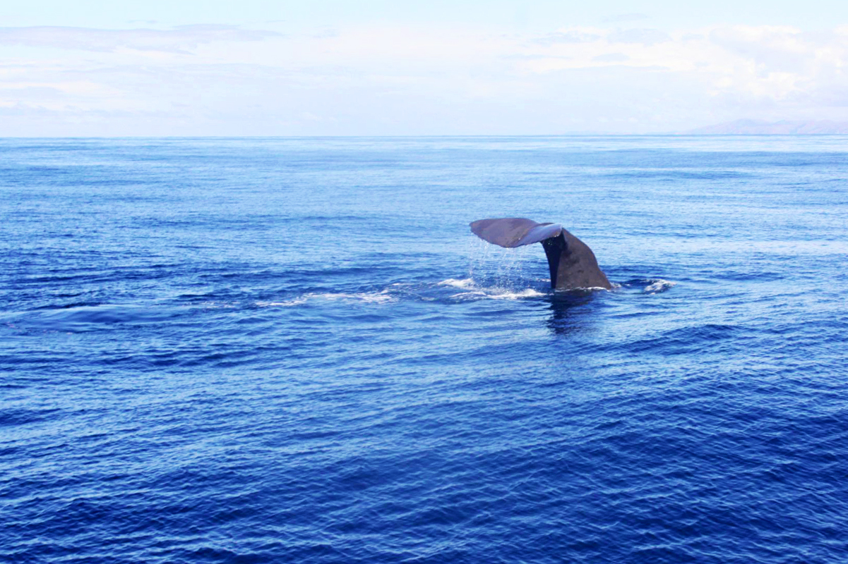 Kaikoura Whale Watching, Neuseeland, Wale