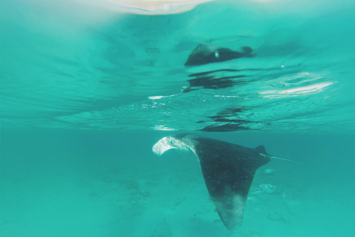 Schnorcheln mit Mantarochen am Strand Porto Mari auf Cruacao