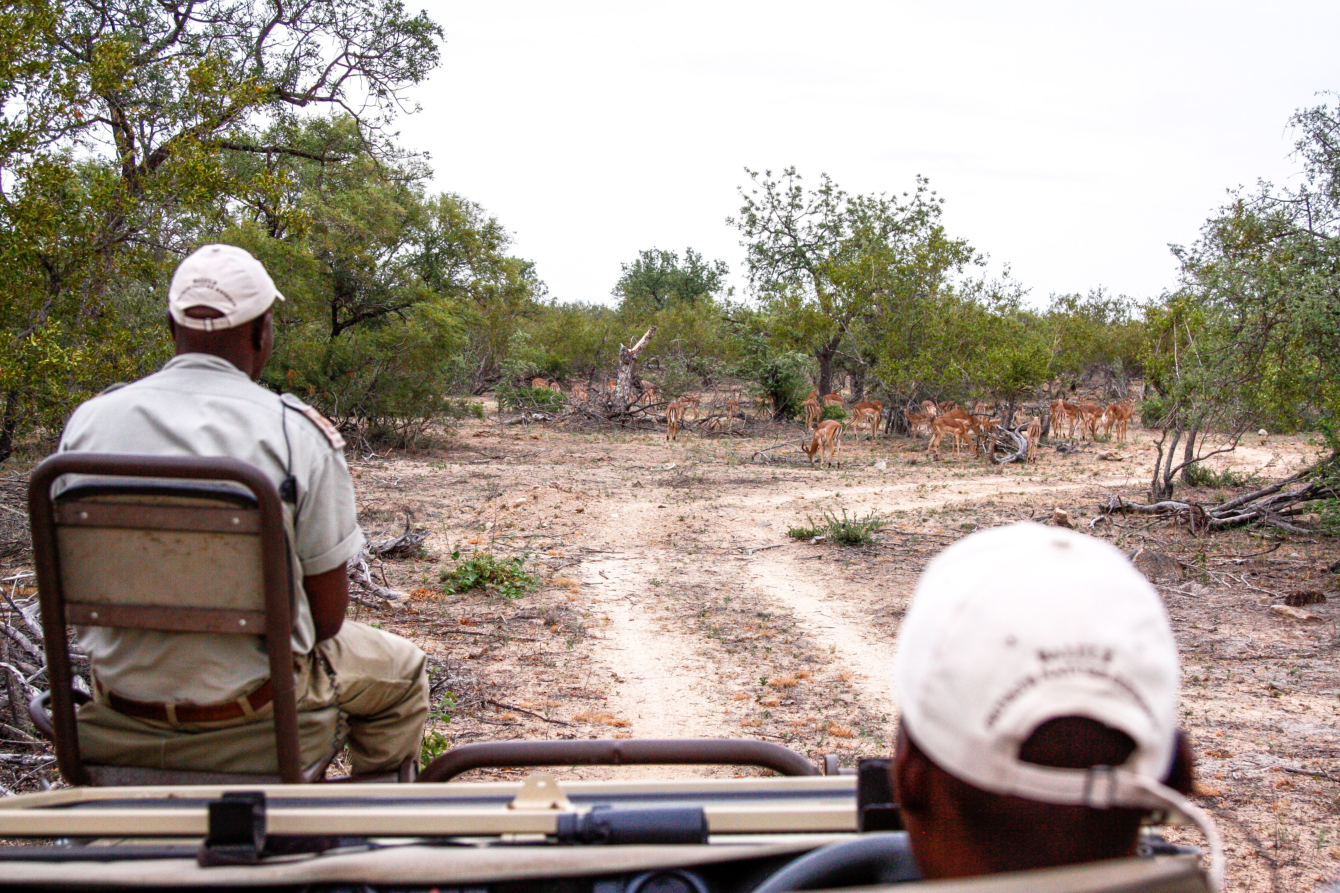 Safari im Naledi Enkoveni Camp, Balule Game Reserve
