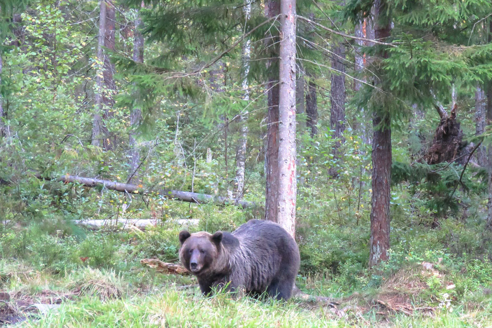 Braunbären in Alutaguse Estland