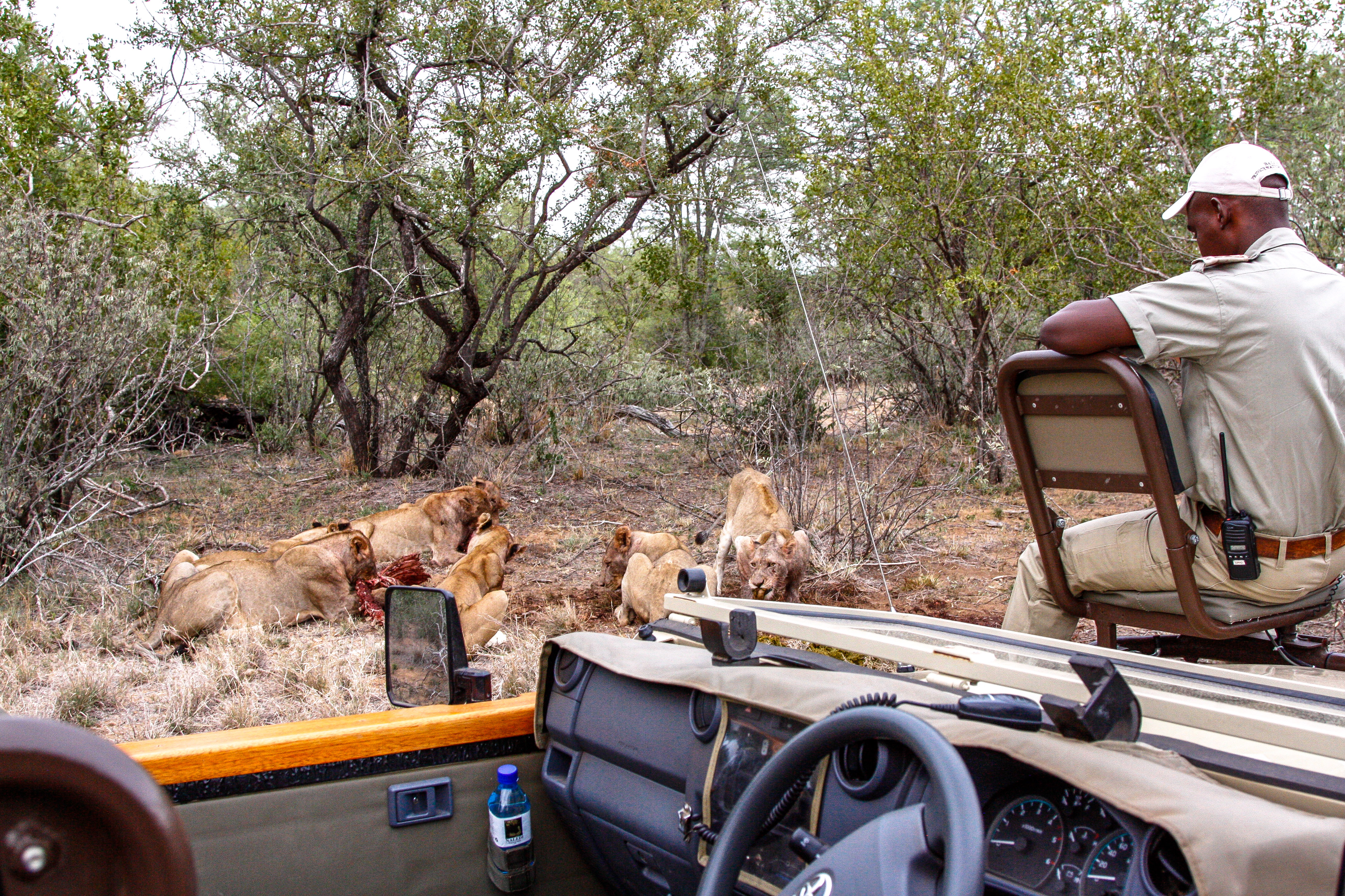 Auf Safari im Balule Game Reserve, Naledi Enkoveni Camp, Löwen, Opua & PRem