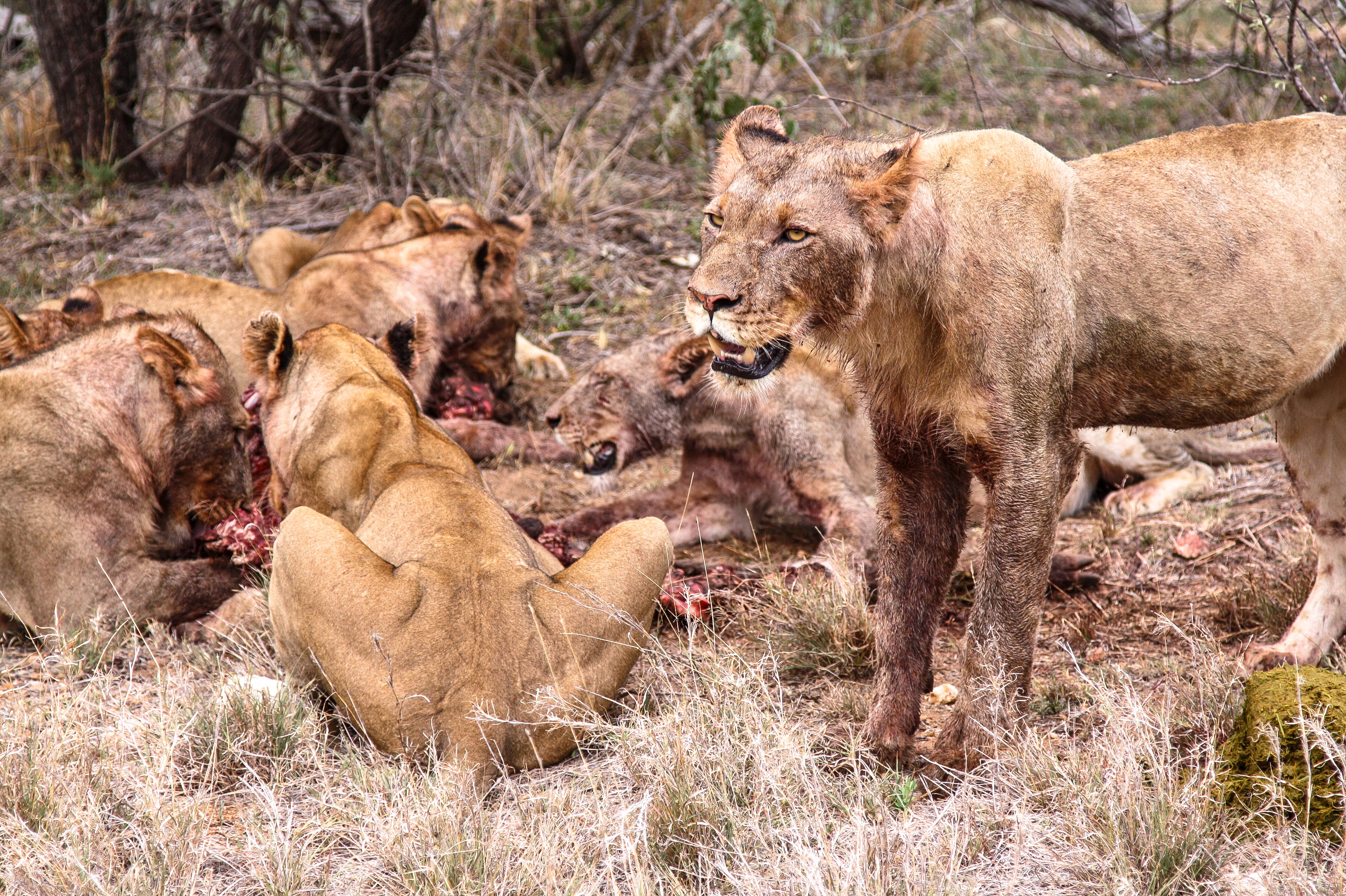 Safari im Balule Game Reserve, Naledi Enkoveni Camp, Löwen, Prem & Opua