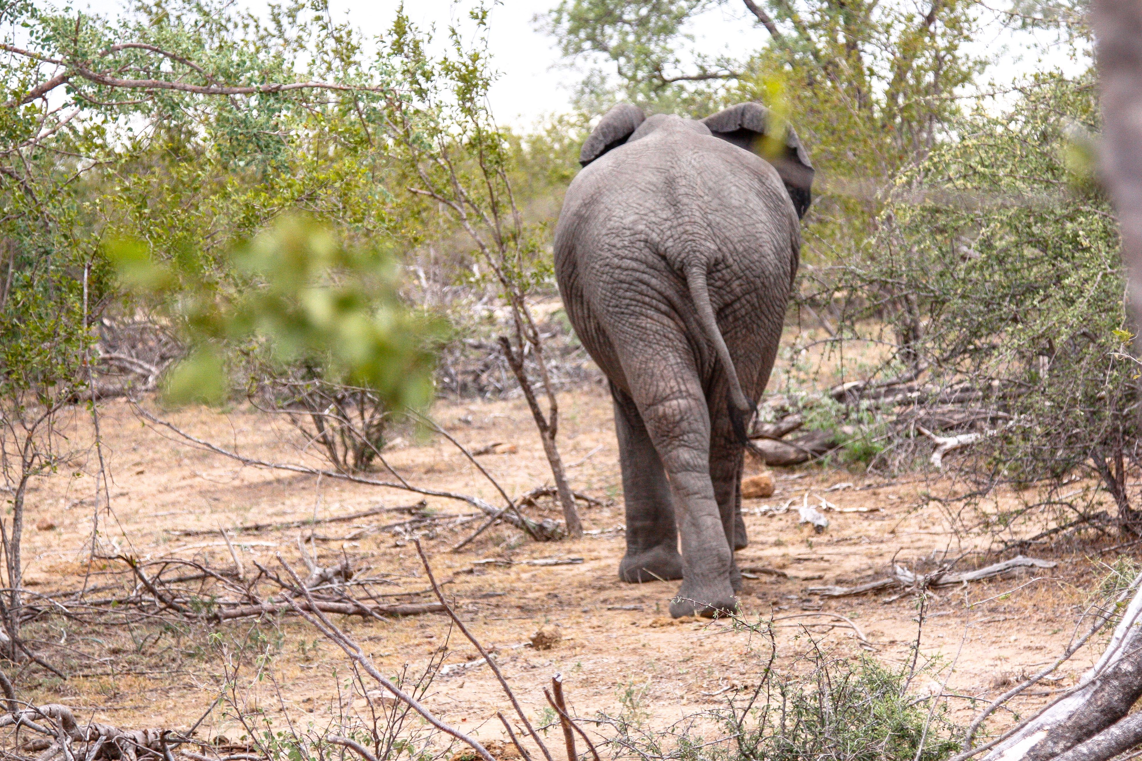 Elefanten im Balule Game Reserve Elefanten im Balule Game Reserve, Naledi Enkoveni Lodge, Safari