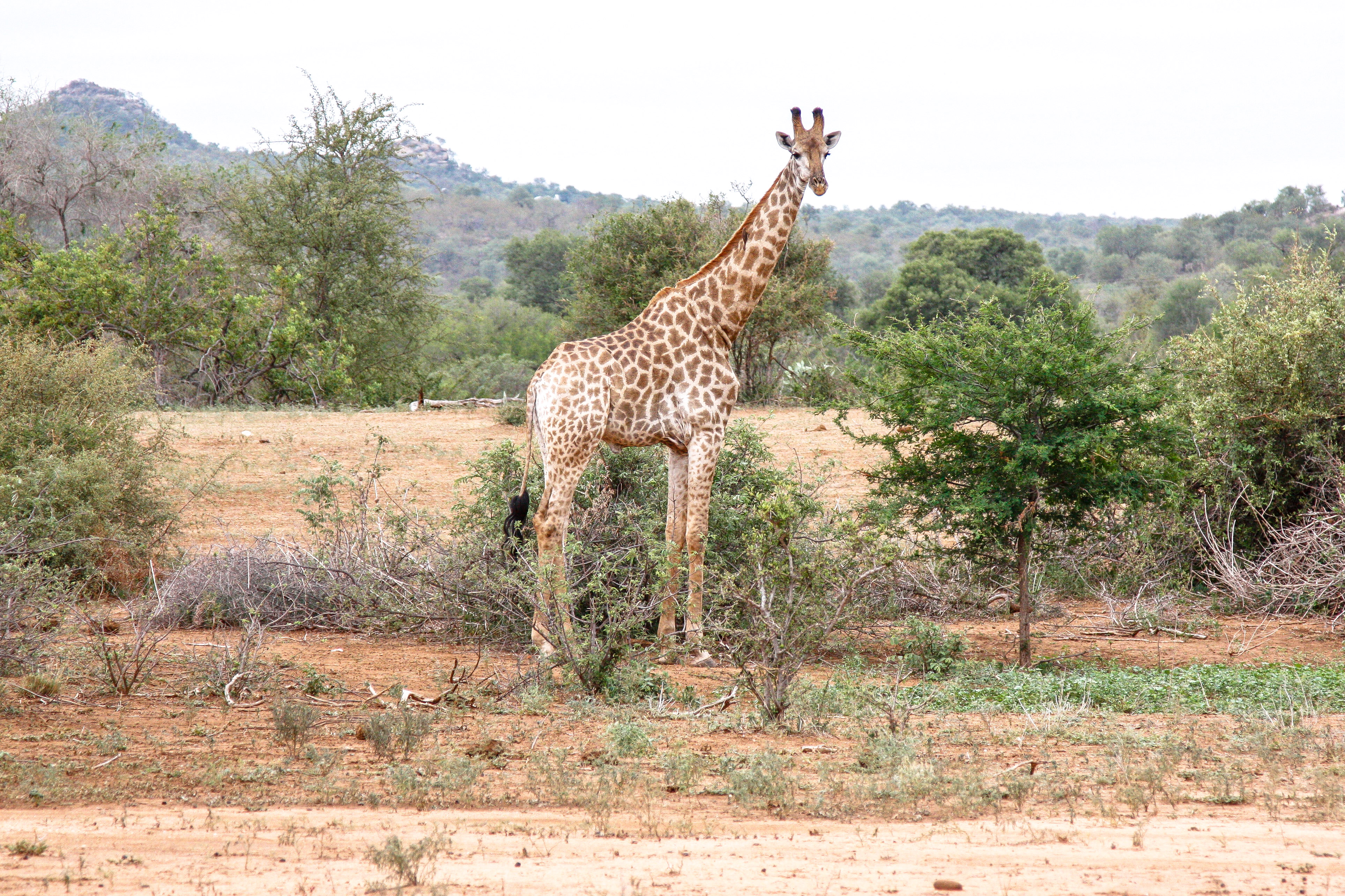 Giraffen im Balule Game Reserve, Safari mit der Naledi Enkoveni Lodge Giraffen im Balule Game Reserve, Safari mit der Naledi Enkoveni Lodge