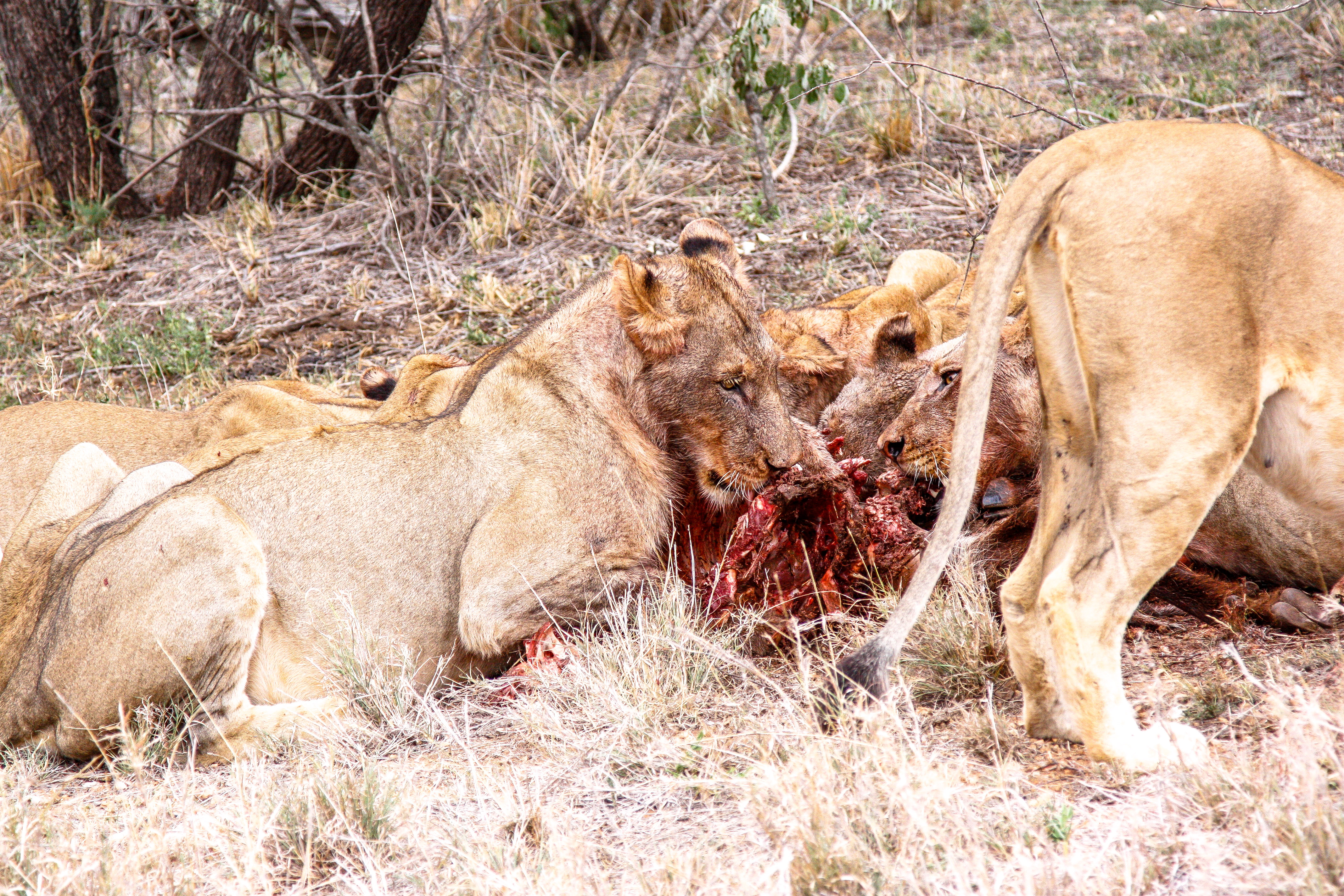 Safari im Balule Game Reserve, Naledi Enkoveni Camp, Löwen, Prem & Opua