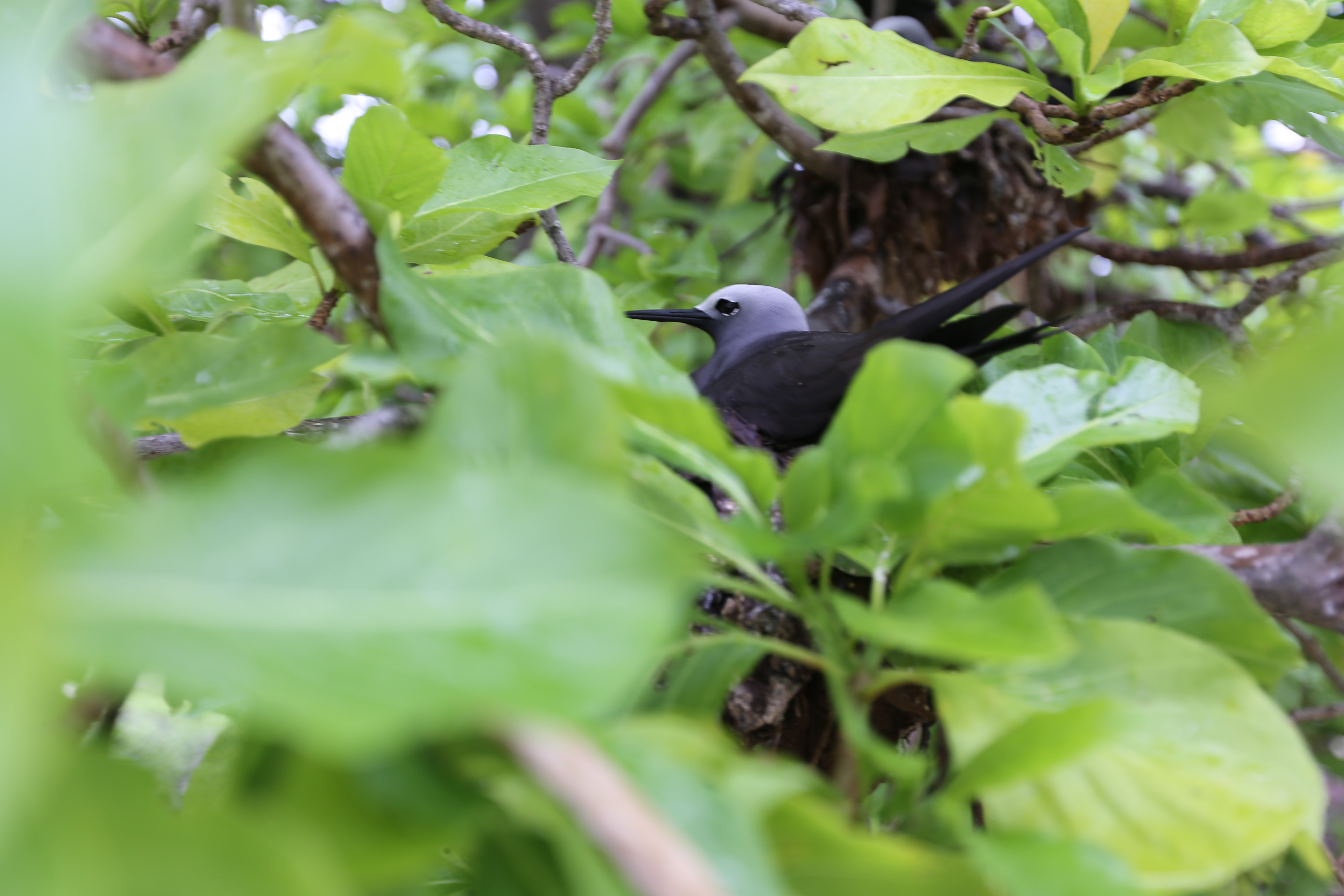 Noddis auf Bird Island