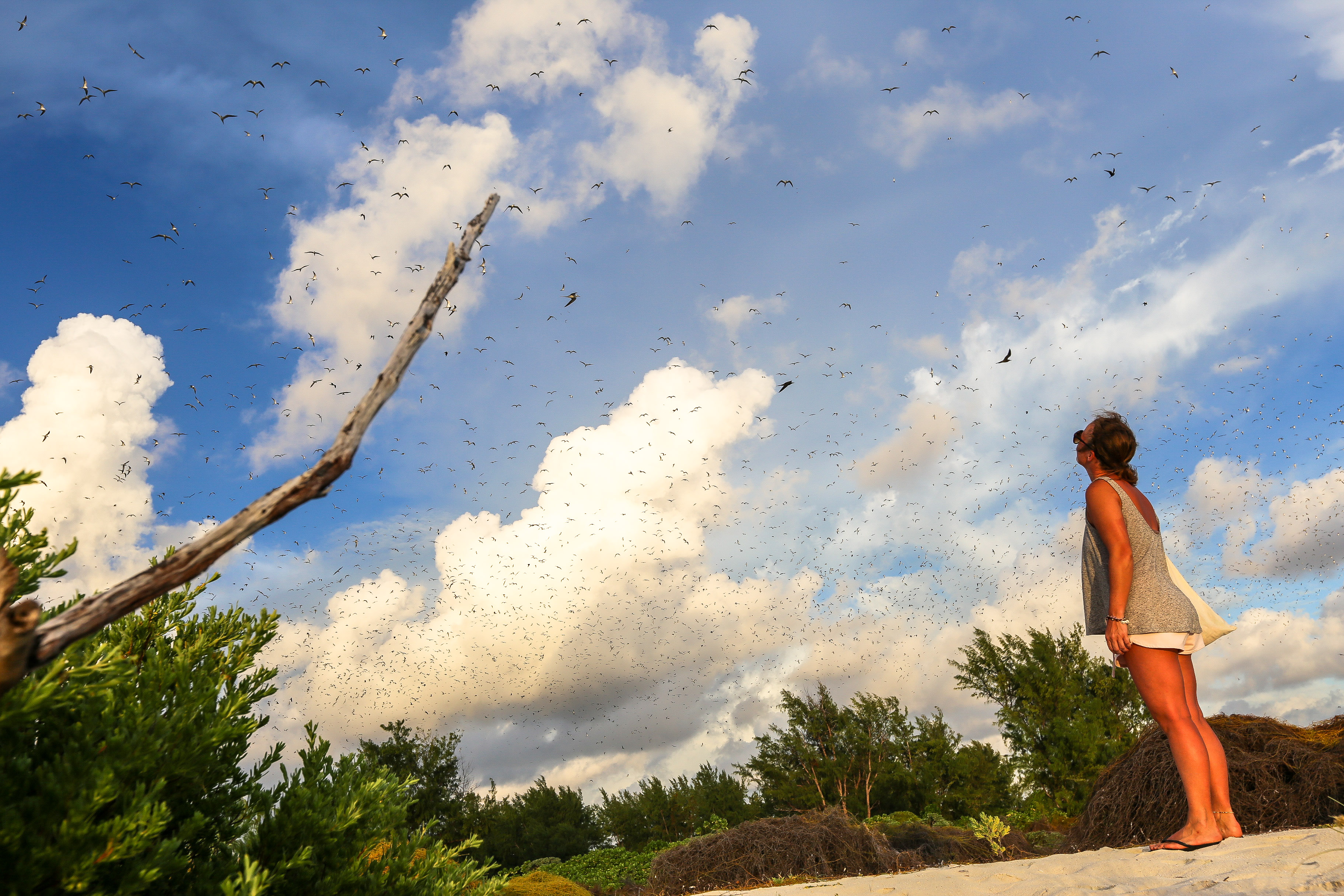 Rußseeschwalben (Sooty terns) auf Bird Island Seychellen.
