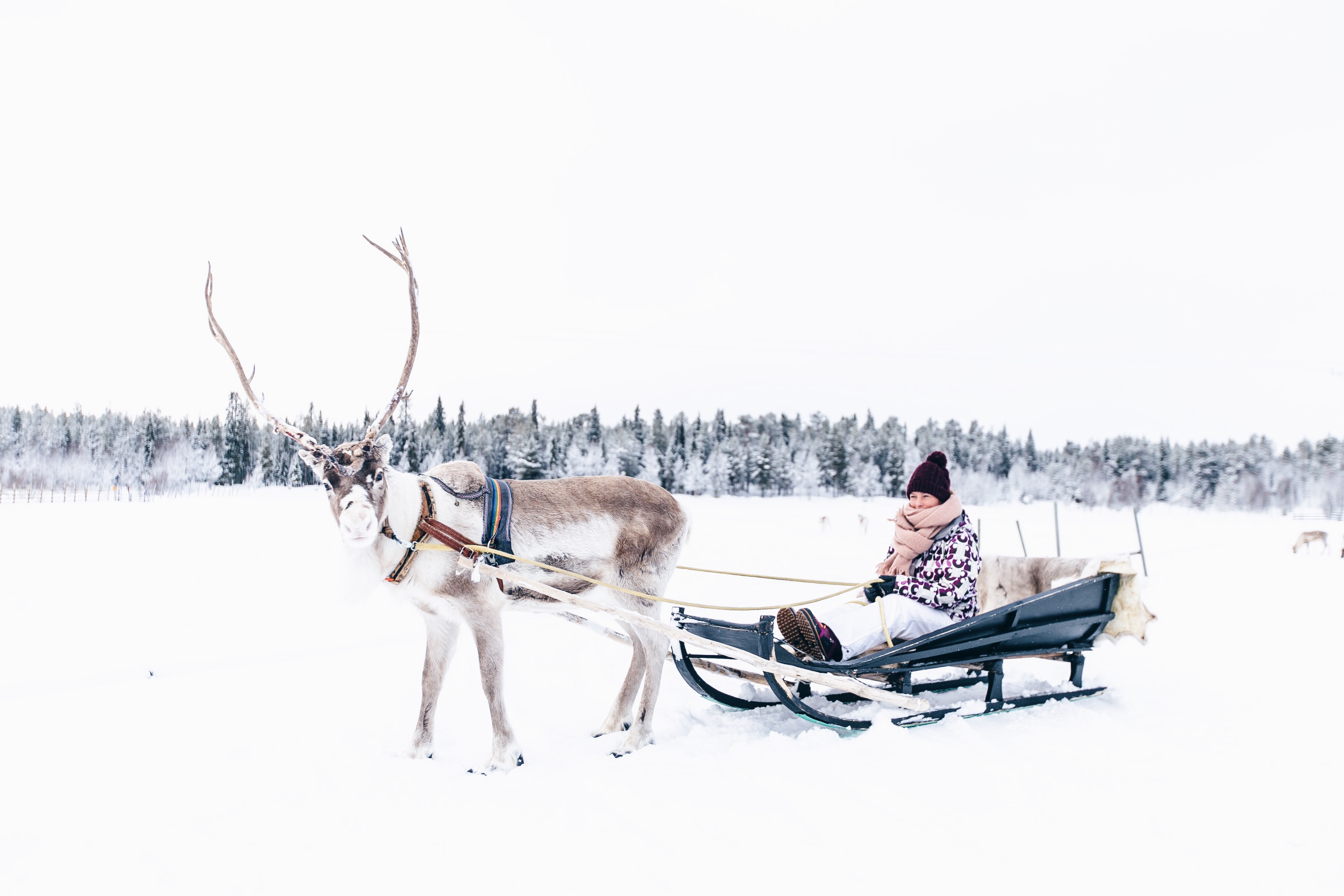 Ounaskievari Reindeer Farm, Rentiere in Levi, Lappland, Rentierschlitten fahren