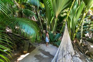 Coco de Mer, Seychellenpalme, Vallee de Mai, Praslin, Seychellen
