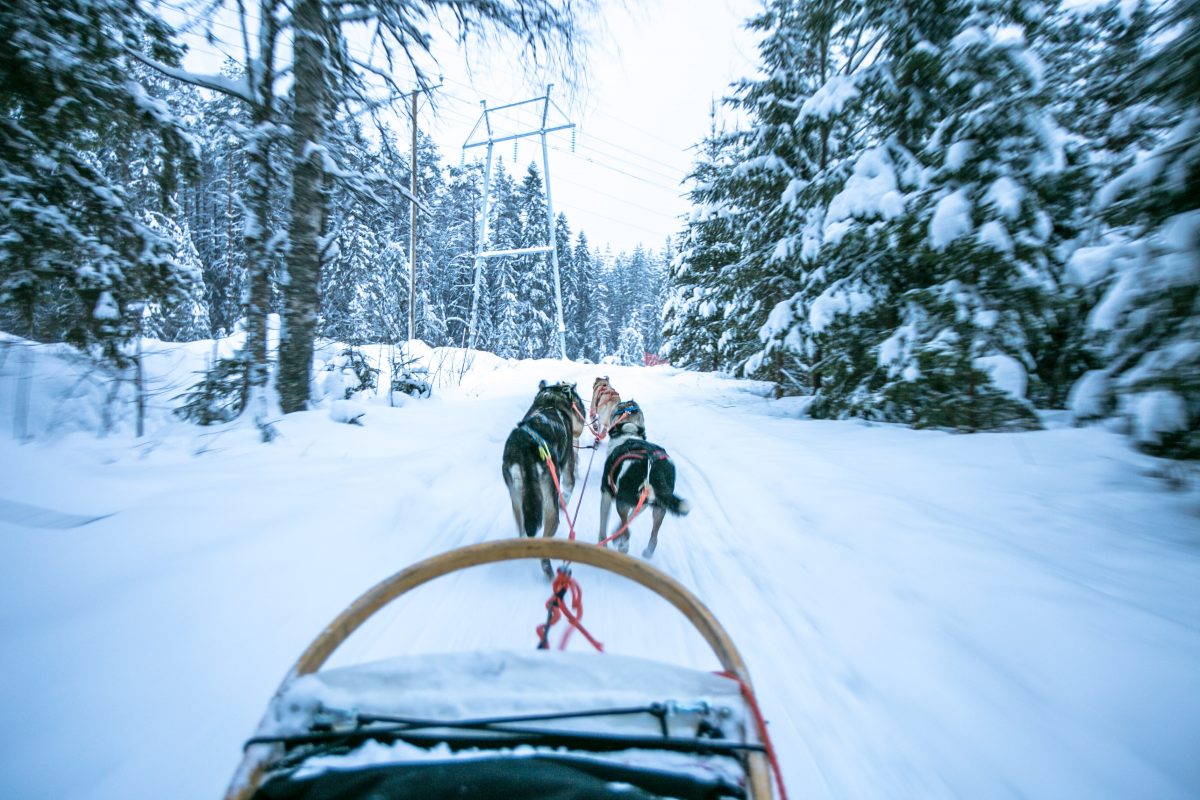 Winter in Finnland, Tipps, Vuokatti, Hundeschlitten, Huskyschlitten