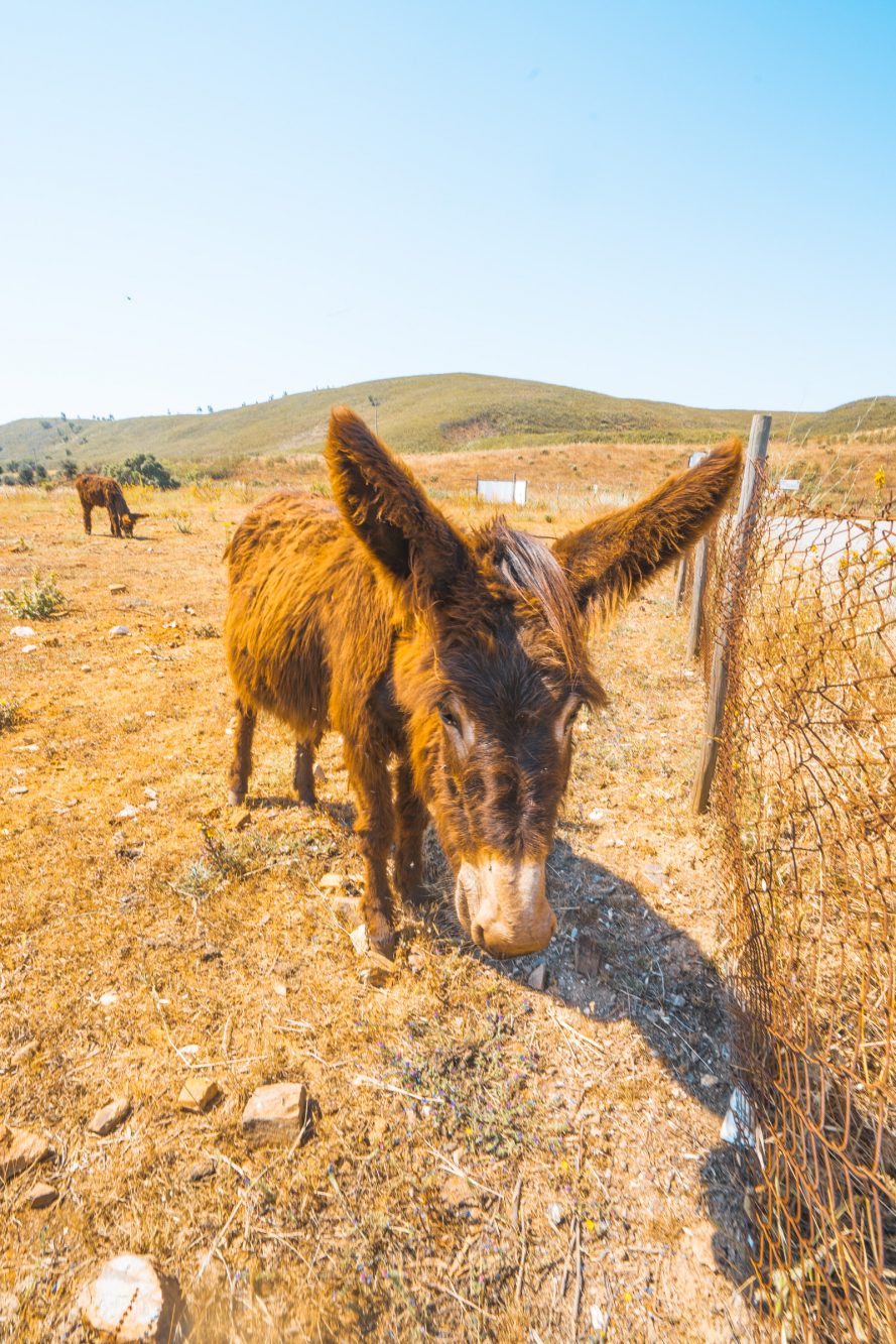 Burroville Portugal, Unterkunft Algarve, Eselfarm