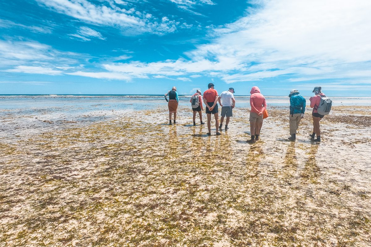 Alphonse Reef Walk Lucy