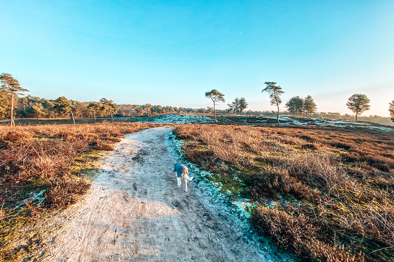 Maasduinen Nationalpark Holland, Niederlande Tipps, Holland mit Hund, Wandern