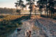 Maasduinen Nationalpark Holland, Niederlande Tipps, Holland mit Hund, Wandern