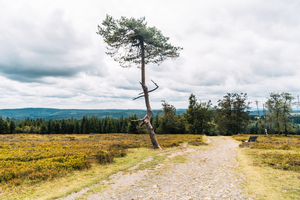 Kahler Asten Steig, Wandern im Sauerland Rothaarsteig, Golddorf Route Westfeld, Rothaarsteig-Spur