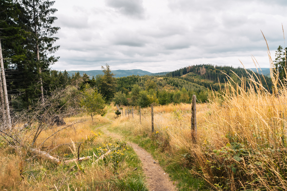 Wandern im Sauerland am Rothaarsteig, Rothaarsteig-Etappe von der Hiebammenhütte bis zum Clemensberg