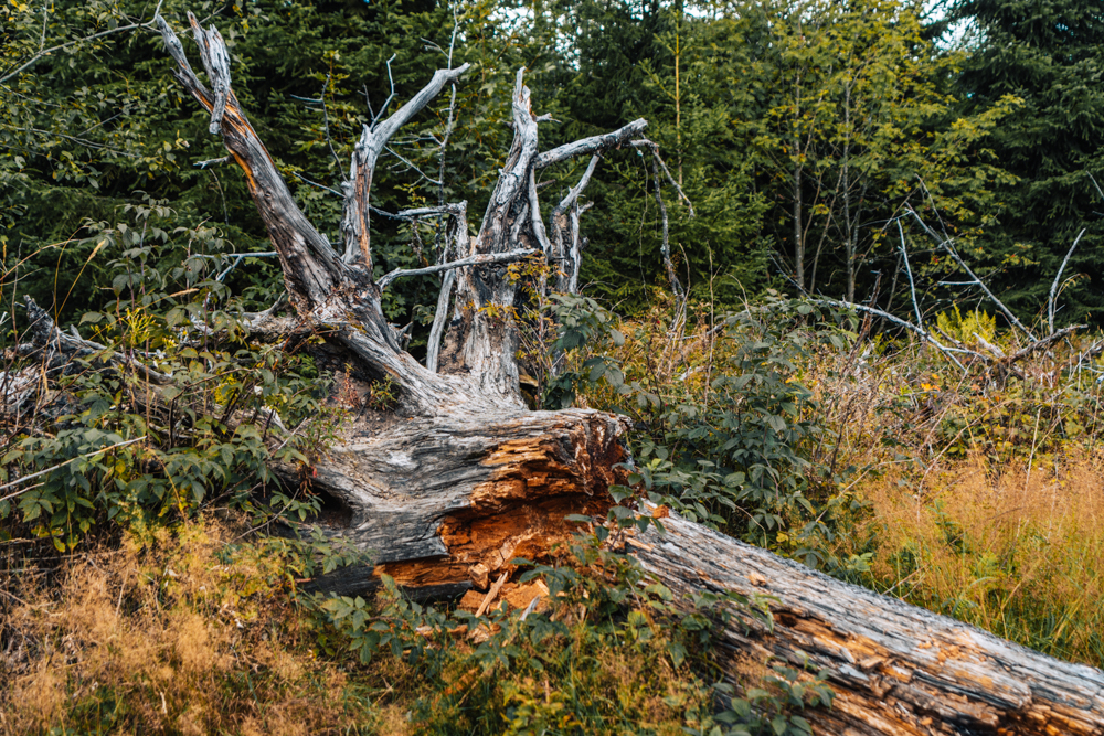 kyrill pfad schanze, Wandern im Sauerland Rothaarsteig