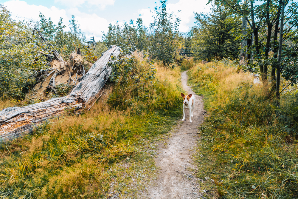kyrill pfad schanze, Wandern im Sauerland Rothaarsteig