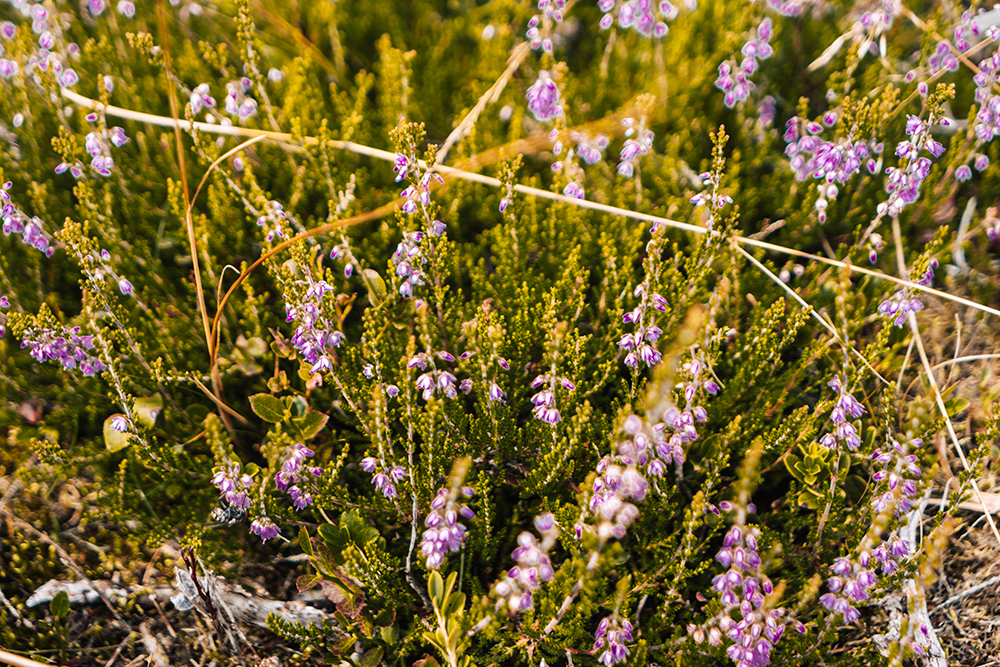 Kahler Asten, Winterberg
