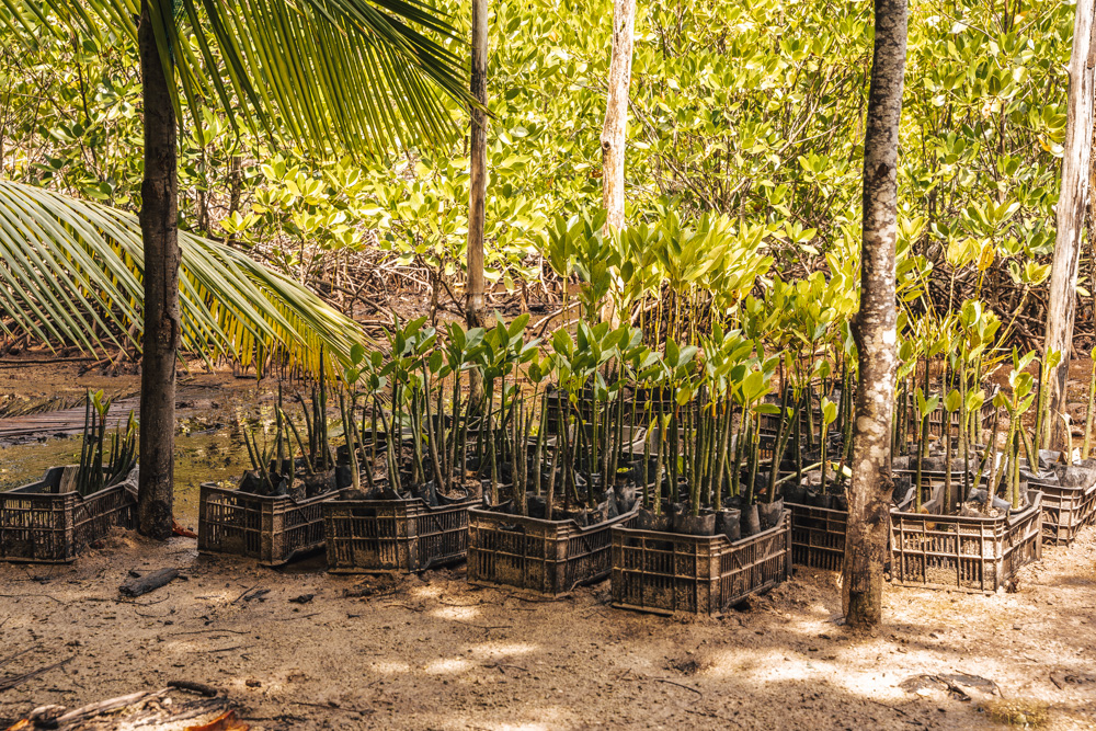 Constance Ephelia Seychellen Hoteltest, Nachhaltigkeit, Mangrovengebiet, Naturschutz