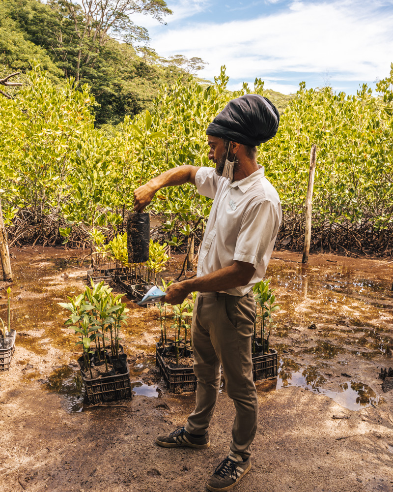 Constance Ephelia Seychellen Hoteltest, Nachhaltigkeit, Mangrovengebiet, Naturschutz