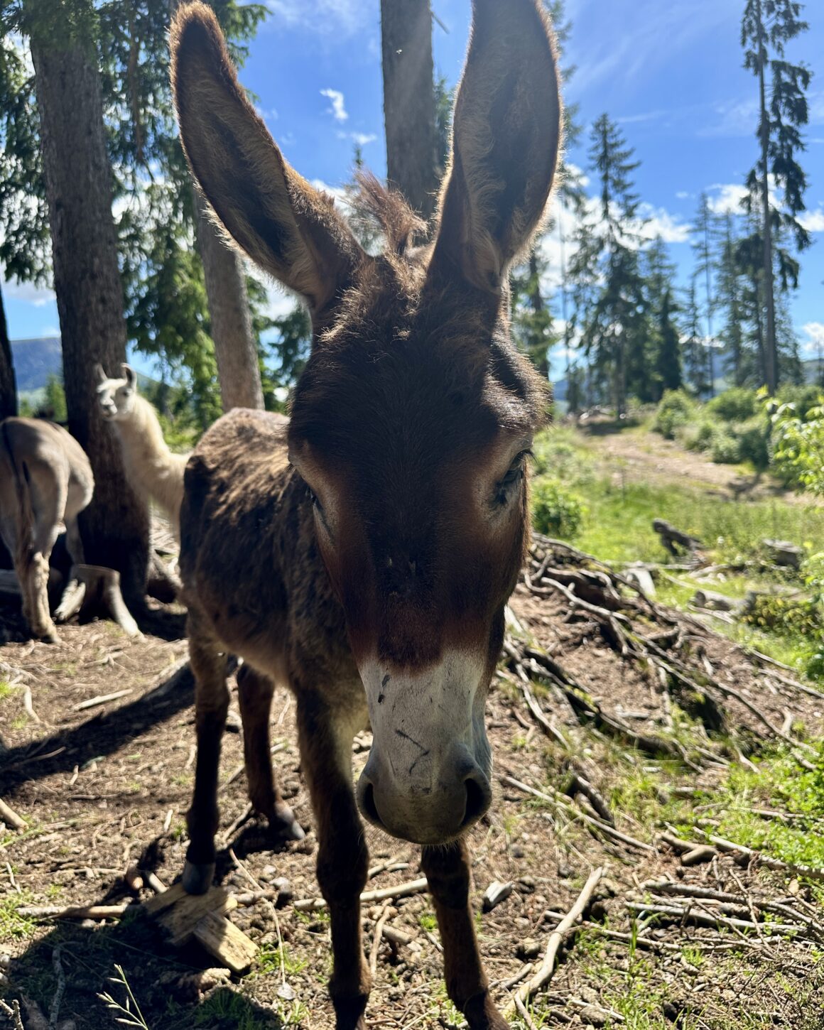 Almgasthaus Häusler Sam, Obereggen, Eggental